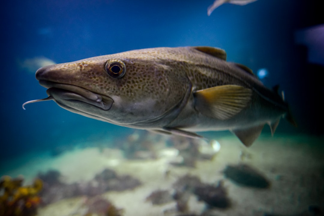 Fiskebestander: Bevaring, Utfordringer og Strategier for Fremtiden