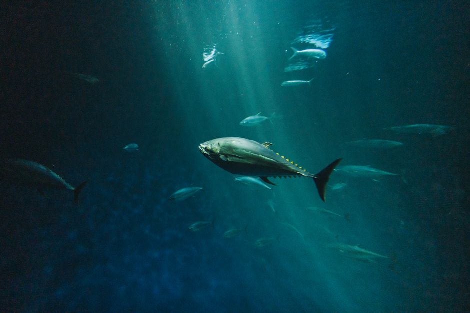 Fiskebestander: En Dypdykk Inn i Utfordringer og Bevaring