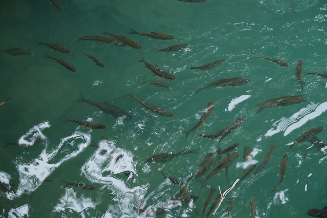Fiskebestander i Norge: Utfordringer og Bevaringsstrategier