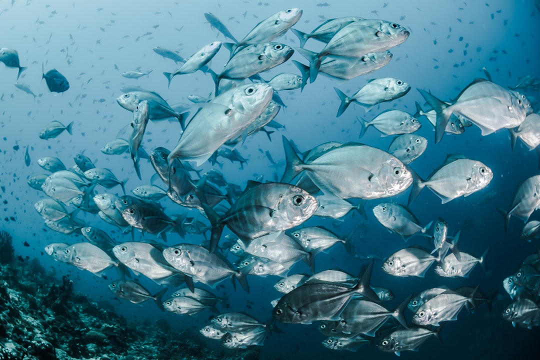 Fiskesyndrom: En Økologisk Truede Blikk